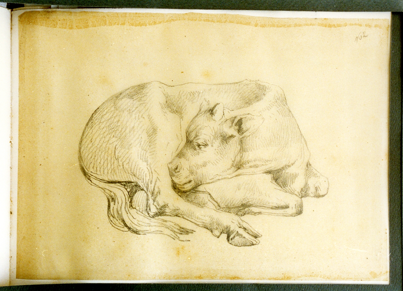studio di mucca che si lecca una zampa (disegno) di Carelli Consalvo (sec. XIX)
