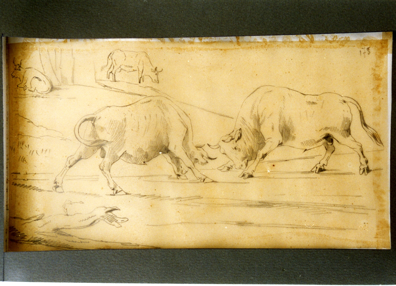 studio di lotta tra due tori (disegno) di Carelli Consalvo (sec. XIX)