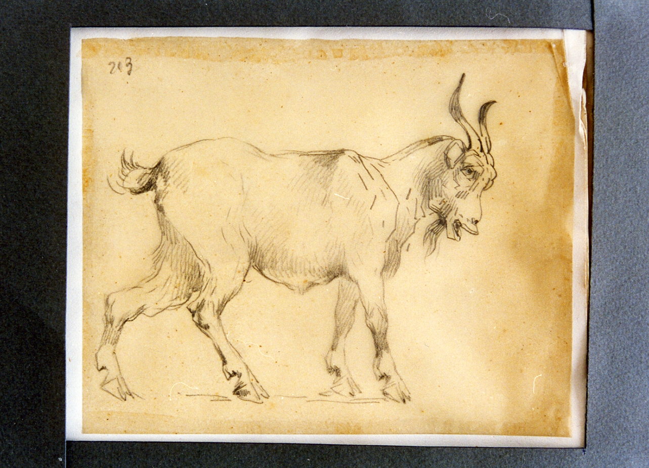 studio di capra (disegno) di Carelli Consalvo (sec. XIX)