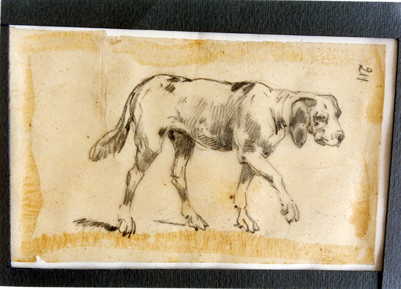 studio di cane (disegno) di Carelli Consalvo (sec. XIX)