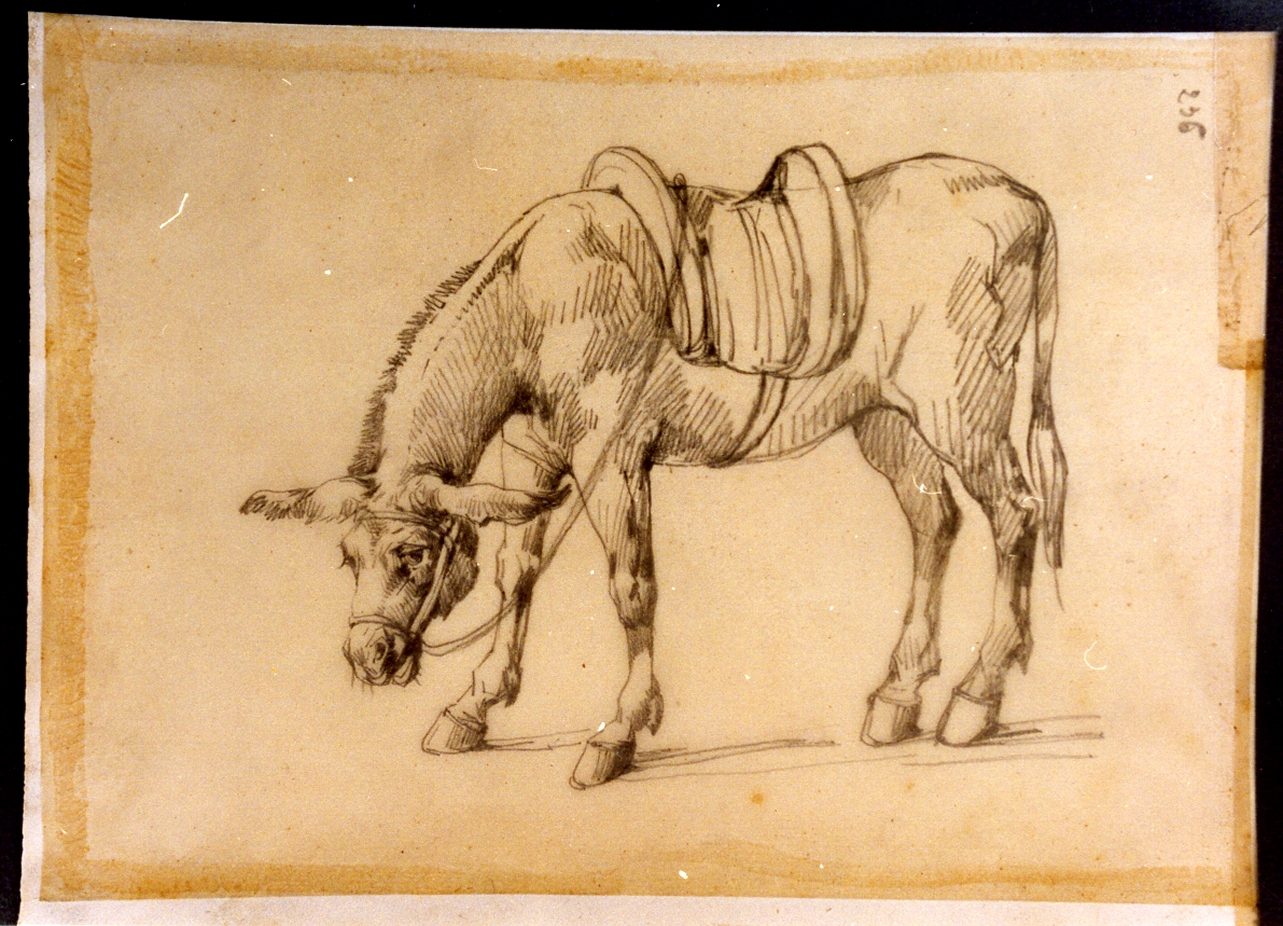 studio di asino con la sella al pascolo (disegno) di Carelli Consalvo (sec. XIX)
