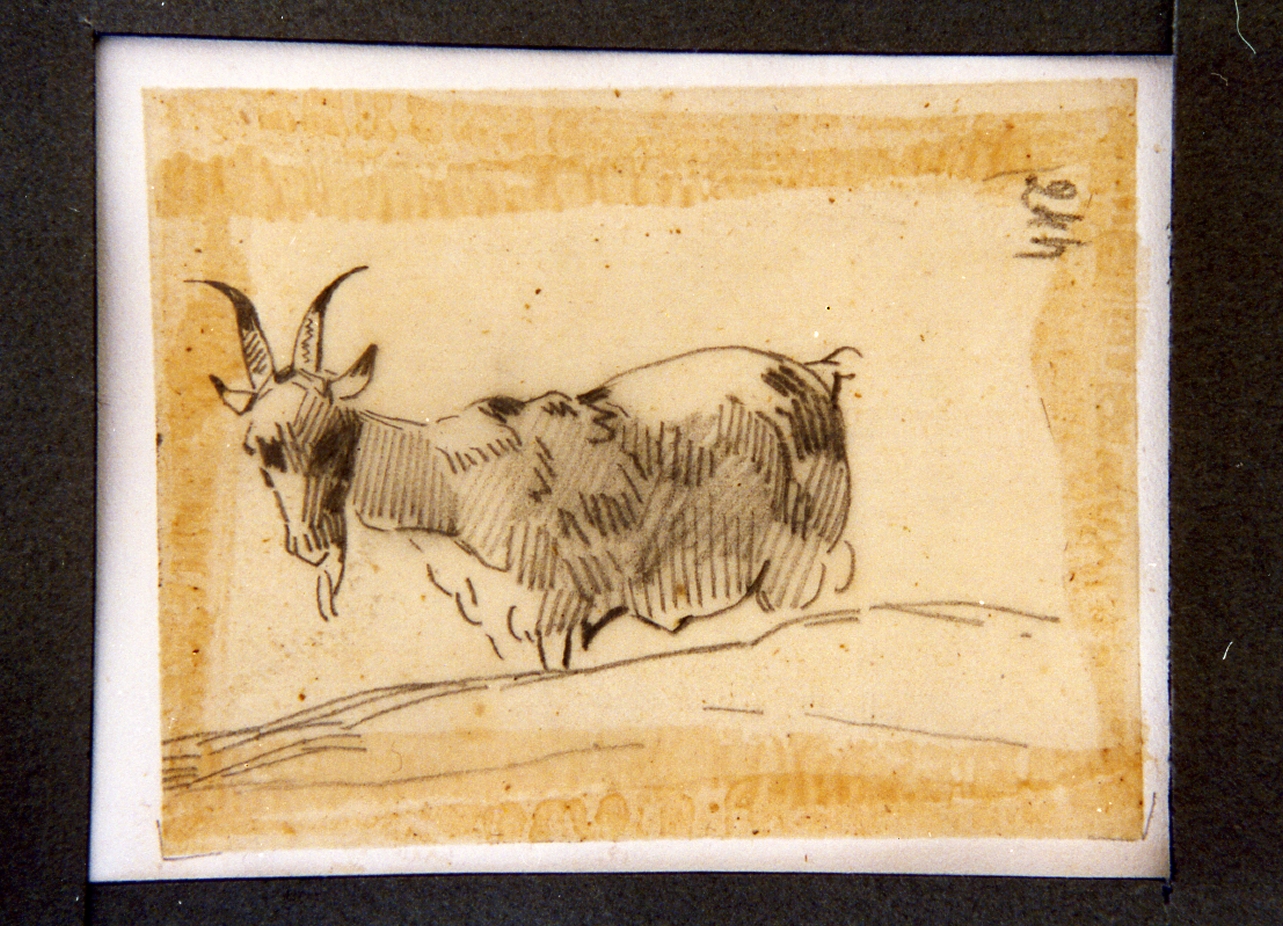 studio di una capra (disegno) di Carelli Consalvo (sec. XIX)