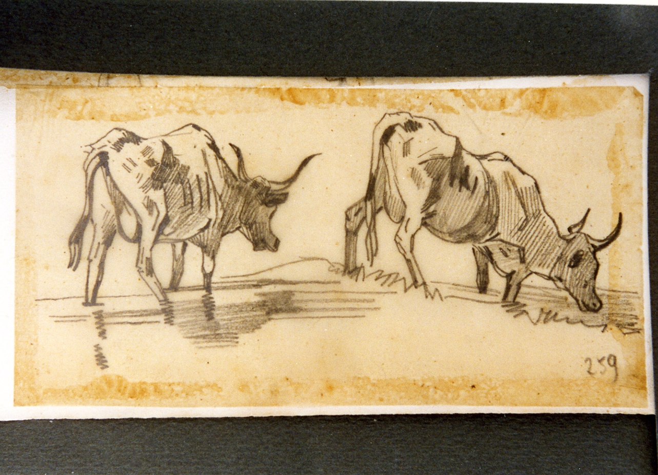 studio di due mucche (disegno) di Carelli Consalvo (sec. XIX)