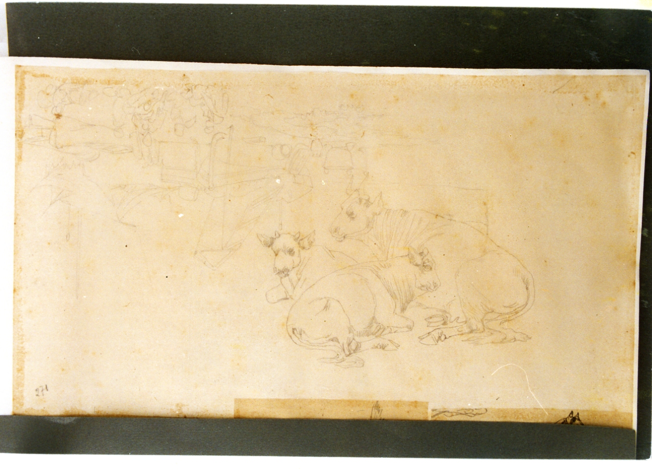 studio di vitello (disegno) di Carelli Consalvo (sec. XIX)