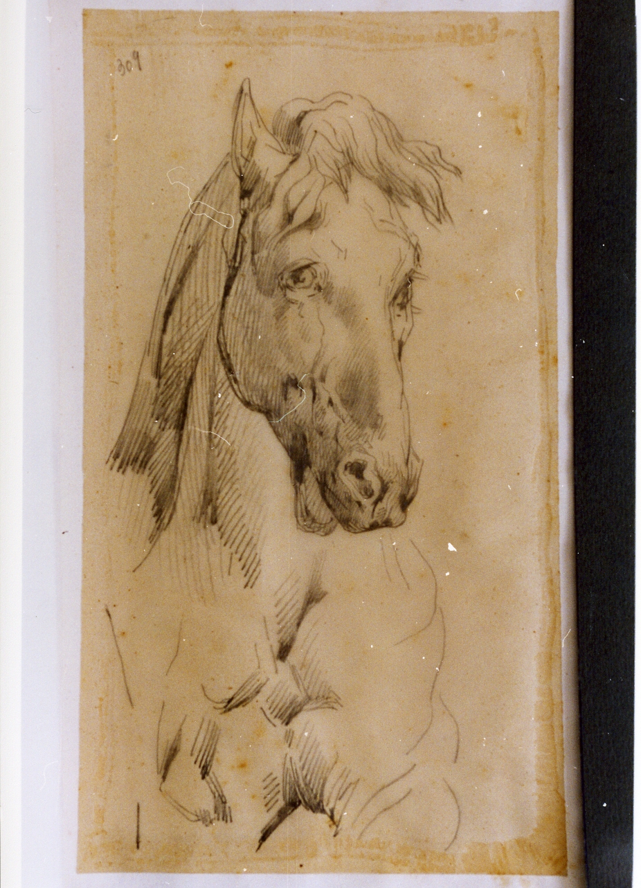 studio di testa di cavallo (disegno) di Carelli Consalvo (sec. XIX)
