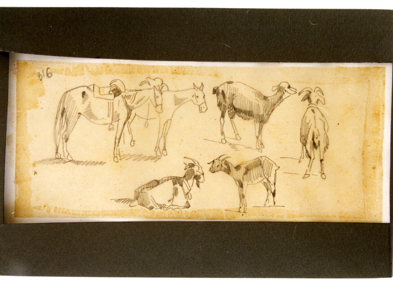 studio di cavalli e capre (disegno) di Carelli Consalvo (sec. XIX)