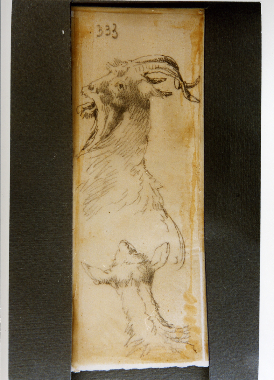 studio di capra e agnellino (disegno) di Carelli Consalvo (sec. XIX)