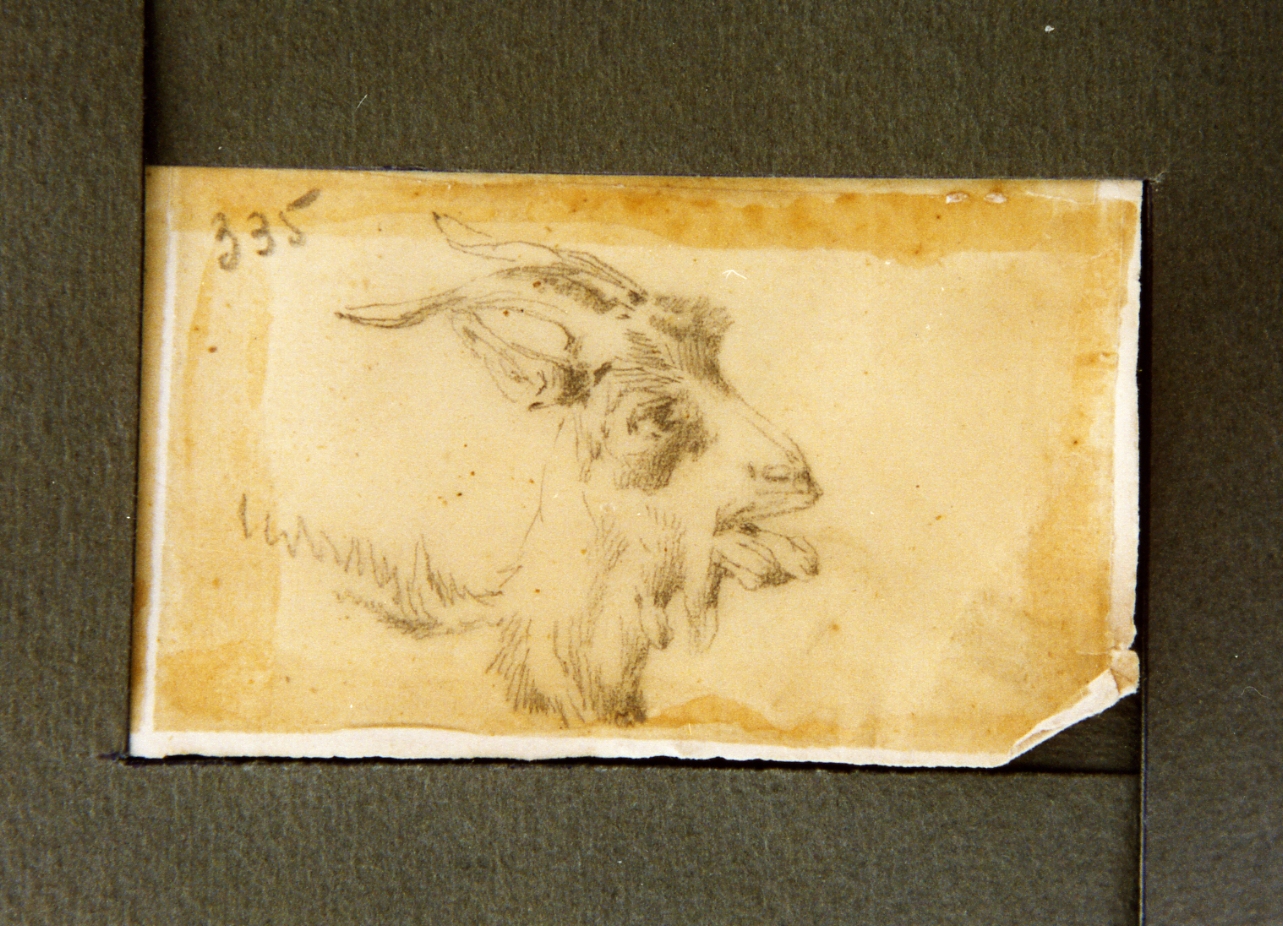 studio di testa di capra (disegno) di Carelli Consalvo (sec. XIX)