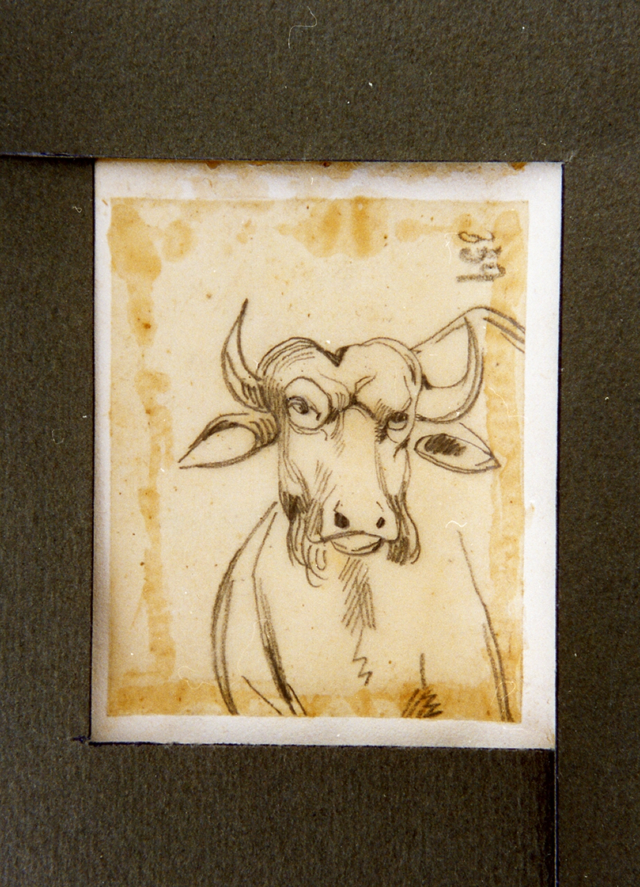studio di testa di mucca (disegno) di Carelli Consalvo (sec. XIX)