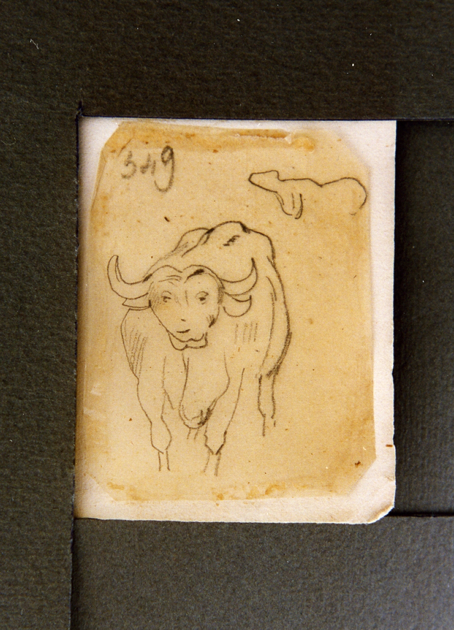 studio di mucca (disegno) di Carelli Consalvo (sec. XIX)
