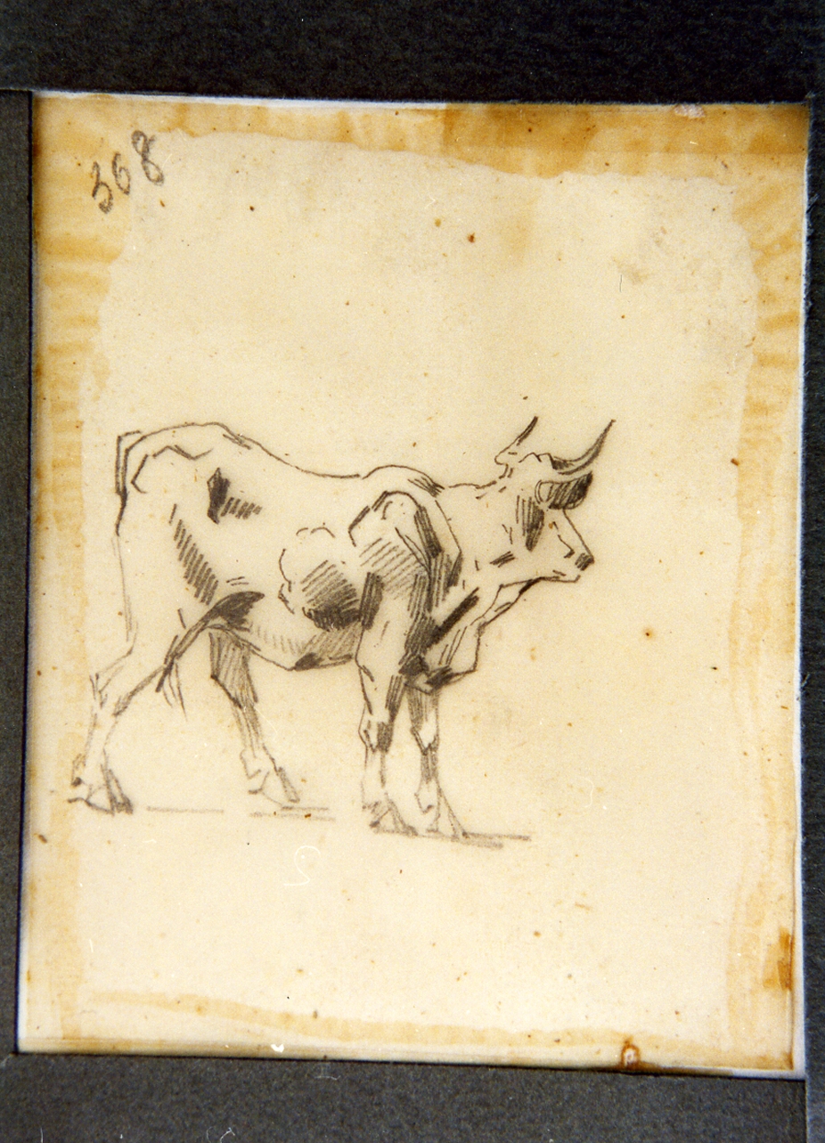 studio di bue (disegno) di Carelli Consalvo (sec. XIX)