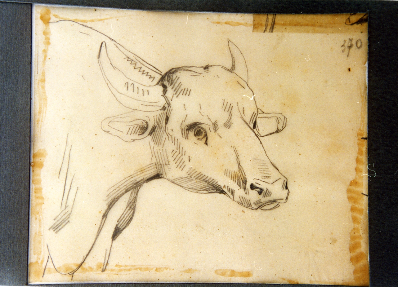 studio di testa di mucca (disegno) di Carelli Consalvo (sec. XIX)