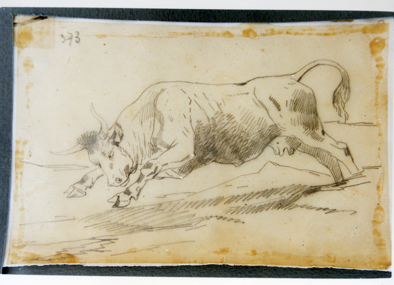 studio di mucca (disegno) di Carelli Consalvo (sec. XIX)