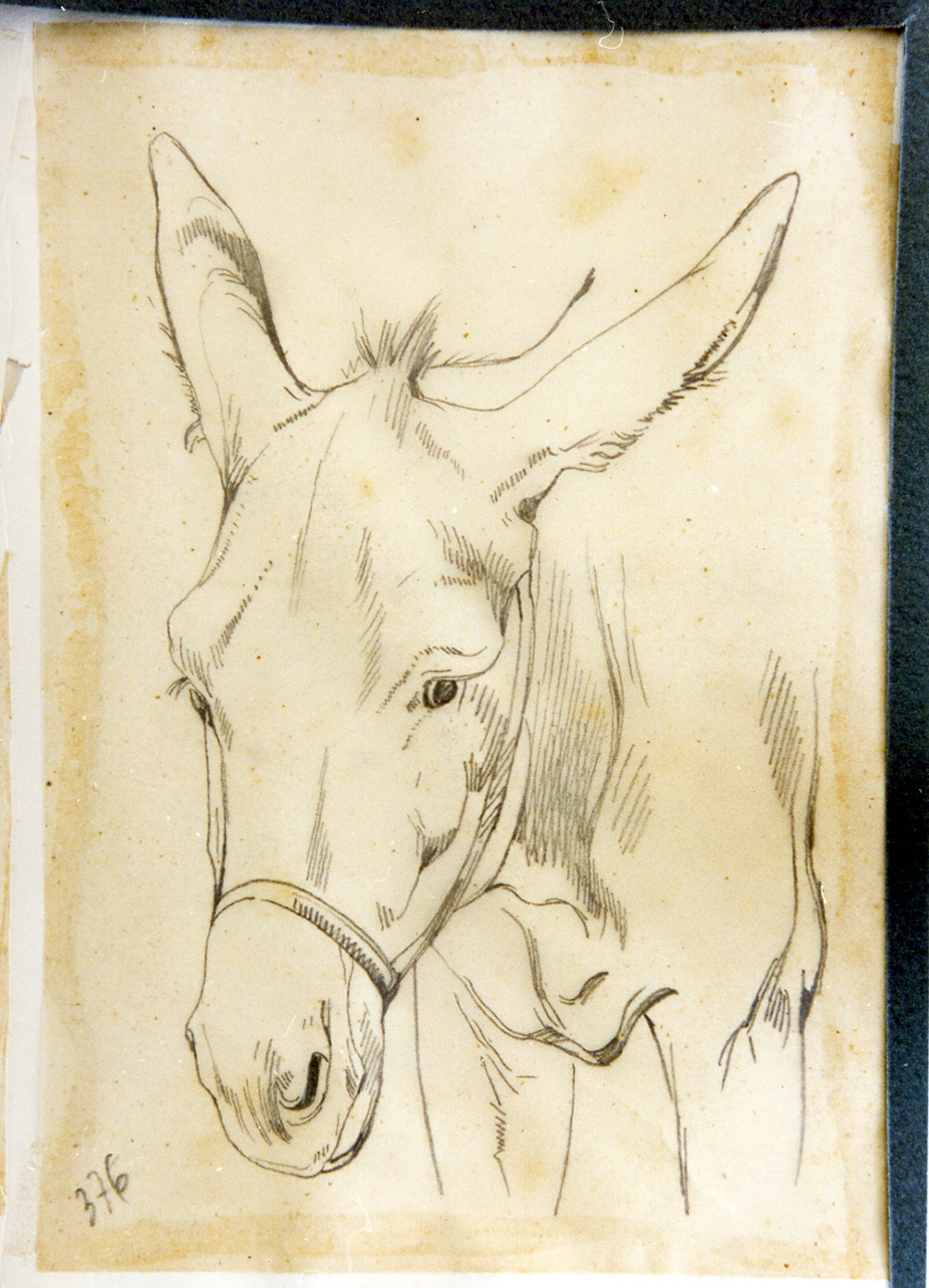 studio di una testa d'asino (disegno) di Carelli Consalvo (sec. XIX)