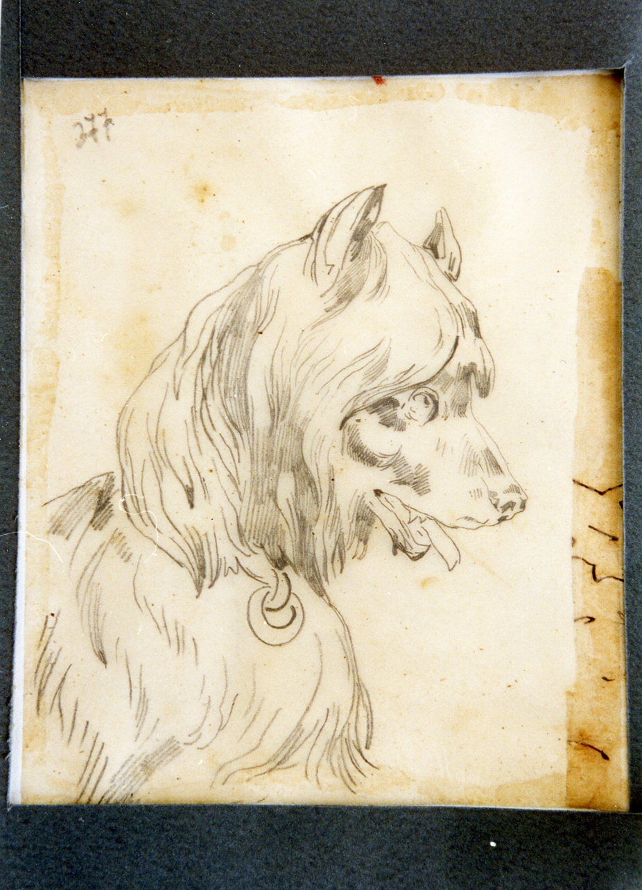 studio di cane (disegno) di Carelli Consalvo (sec. XIX)