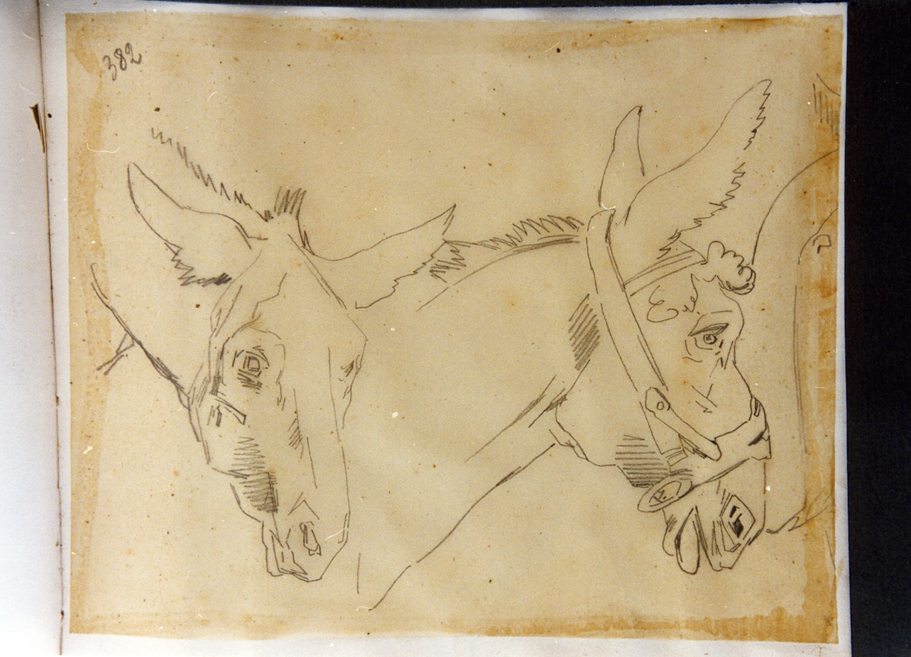 studio di due teste d'asino (disegno) di Carelli Consalvo (sec. XIX)