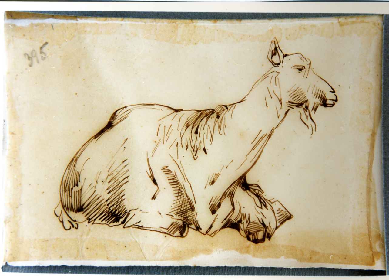 studio di pecora (disegno) di Carelli Consalvo (sec. XIX)