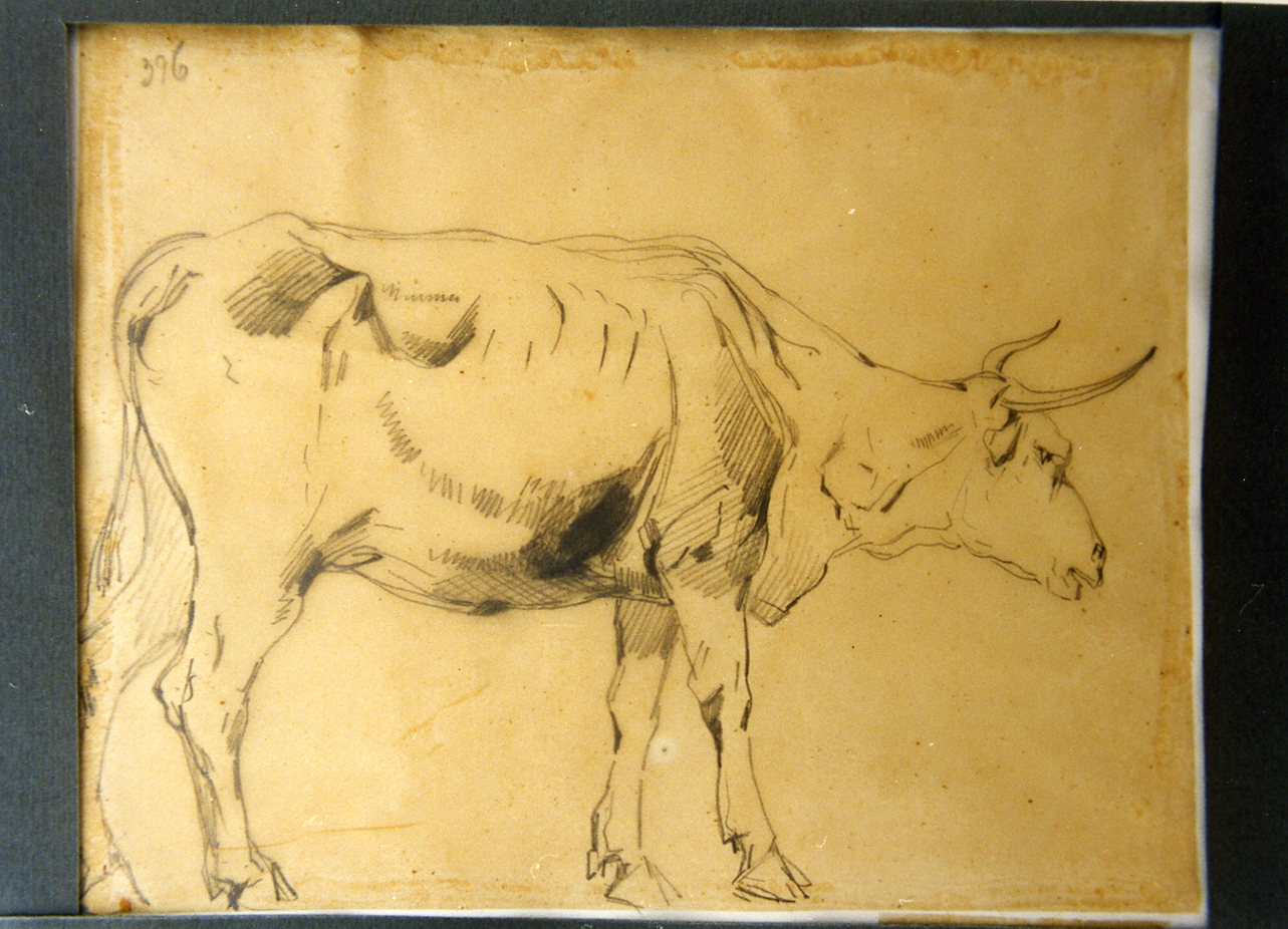 studio di bue (disegno) di Carelli Consalvo (sec. XIX)