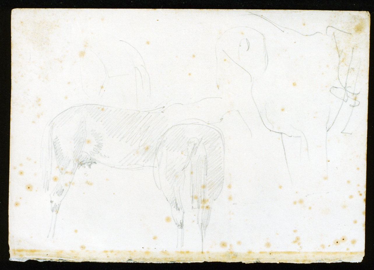 cavalli (disegno) di Serritelli Giovanni (prima metà sec. XIX)