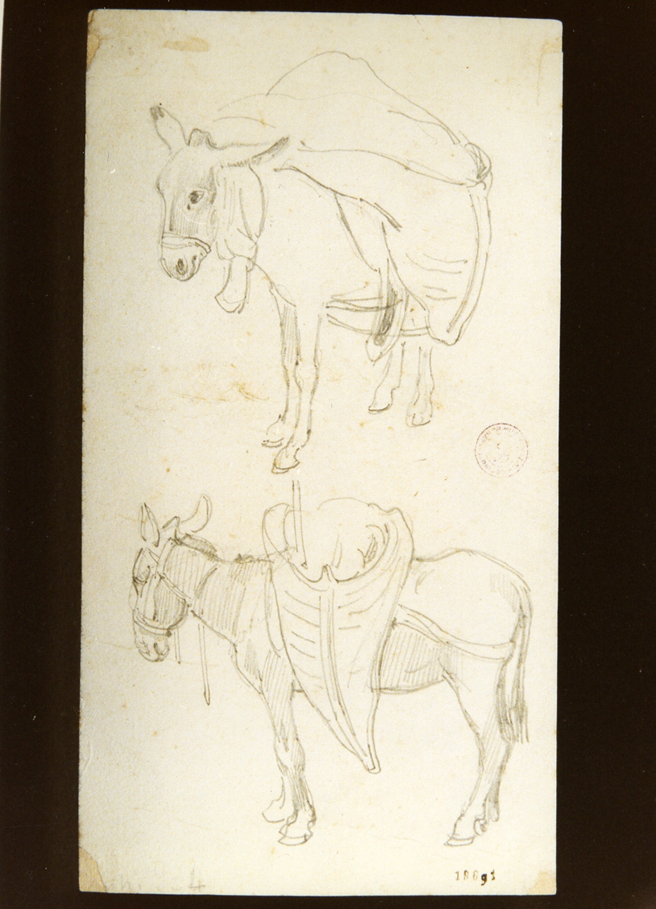 asini (disegno) di Vianelli Achille (prima metà sec. XIX)