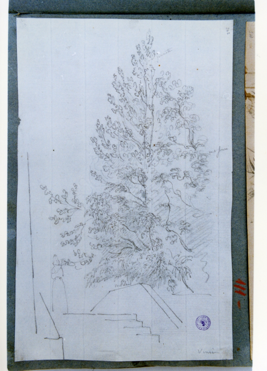 studio di vegetazione (disegno) di Vervloet Frans (secondo quarto sec. XIX)