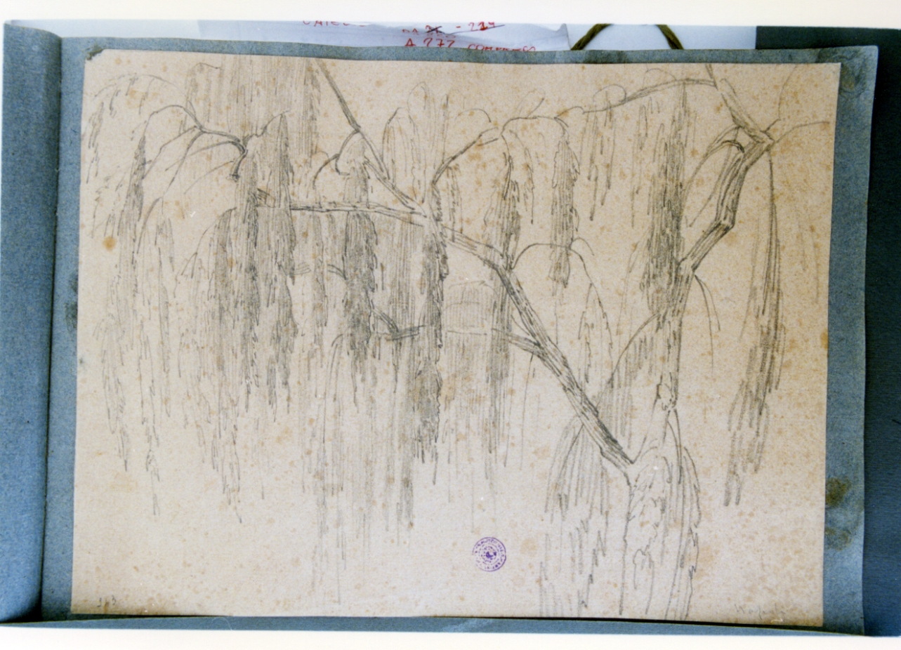 studio di albero (disegno) di Vervloet Frans (secondo quarto sec. XIX)
