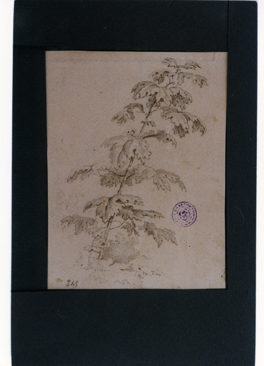 ramo con foglie (disegno) di Vervloet Frans (secondo quarto sec. XIX)