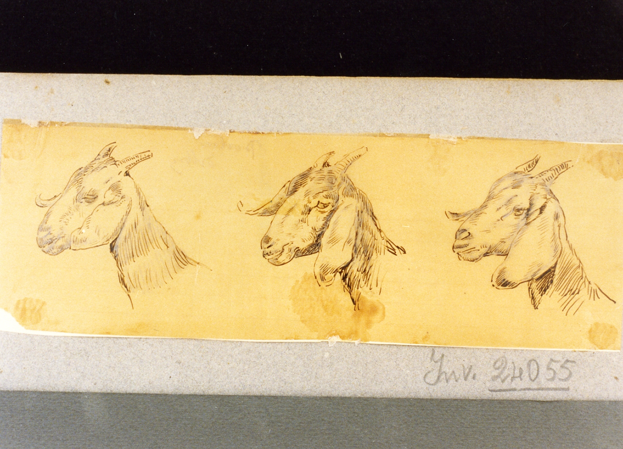 studio di tre teste di capre (disegno) di Dalbono Eduardo (fine/inizio secc. XIX/ XX)