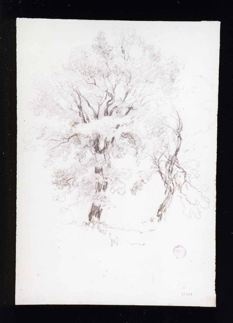 studio di alberi (disegno) di Lanza Giovanni Giordano (sec. XIX)