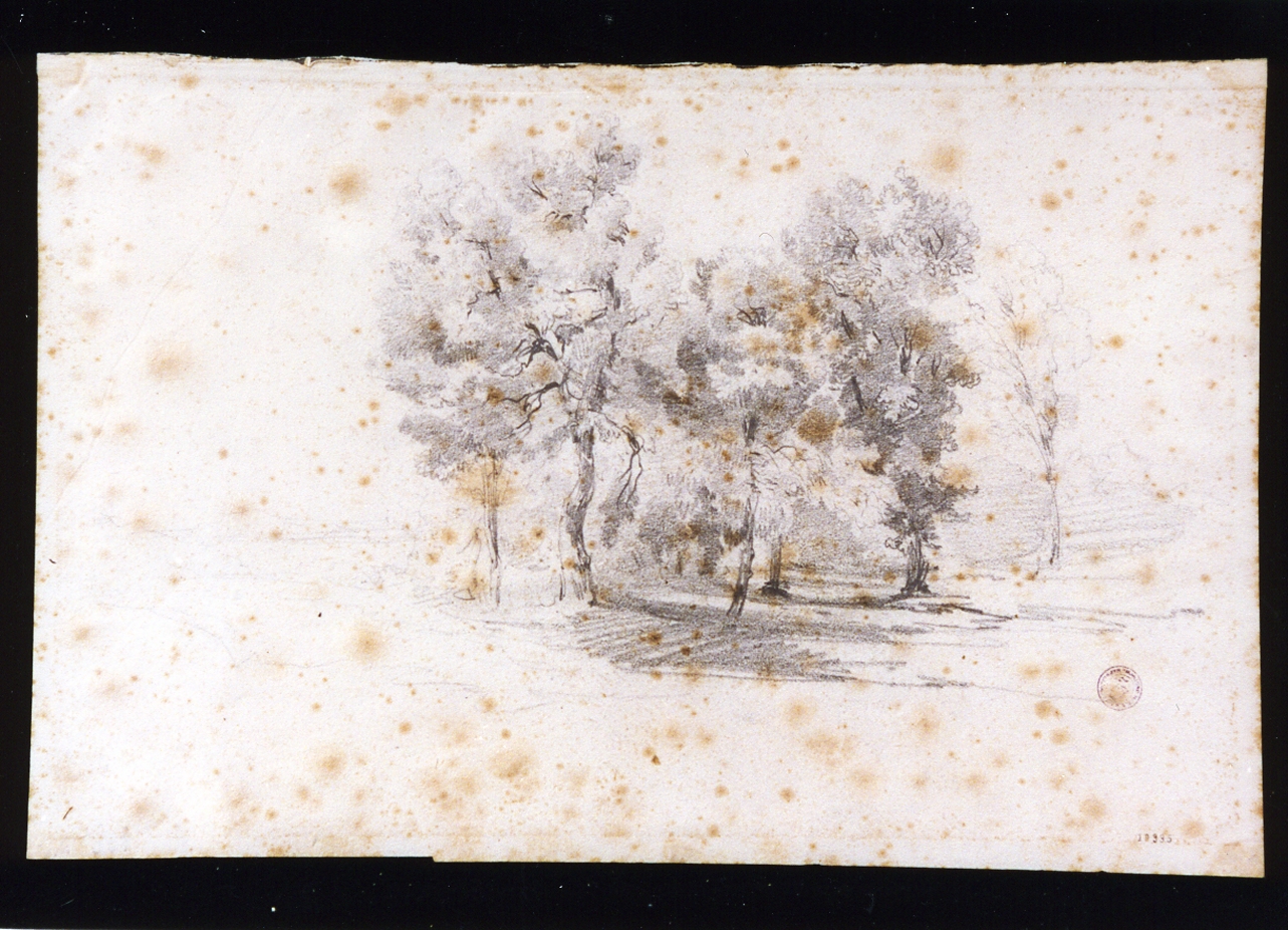 studio di alberi in una radura (disegno) di Lanza Giovanni Giordano (sec. XIX)