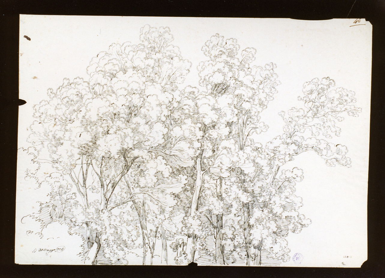 studio di fronde arboree (disegno) di Gigante Giacinto (sec. XIX)