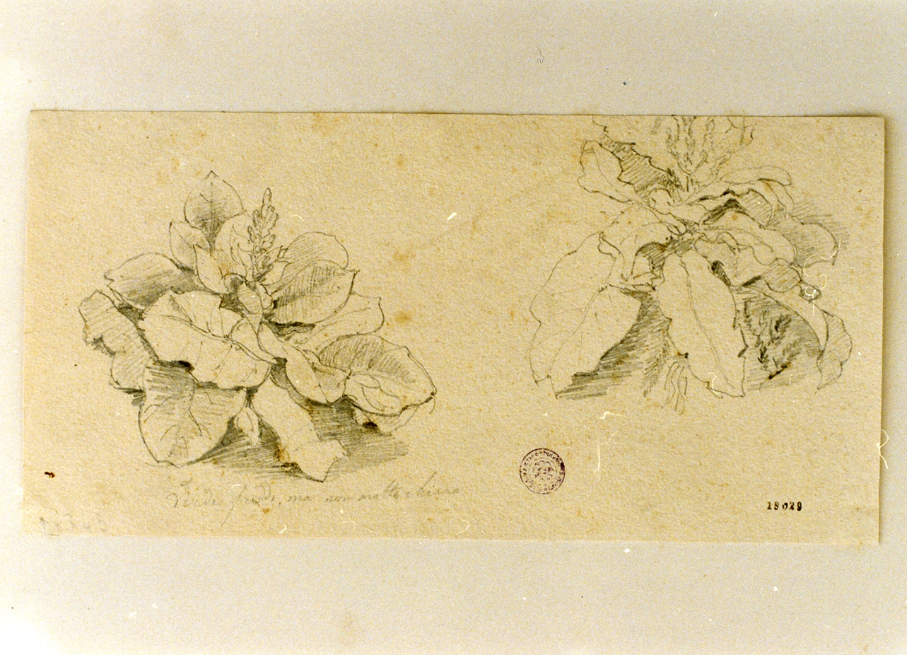 studio di piante (disegno) di Gigante Giacinto (sec. XIX)