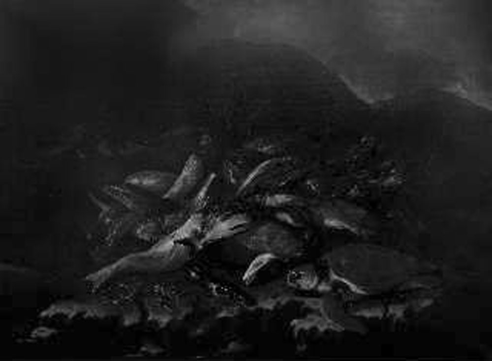 natura morta con pesci (dipinto) di Recco Giuseppe (ultimo quarto sec. XVII)