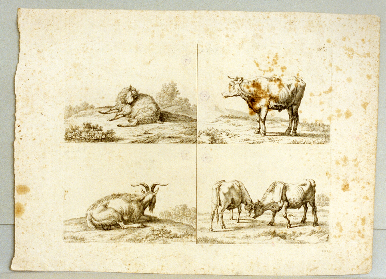 studi di animali (stampa) di Alloja Vincenzo (sec. XIX)