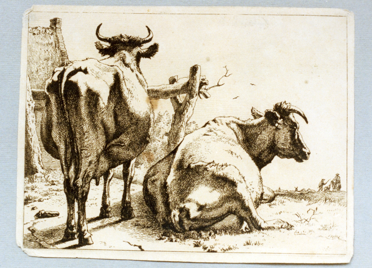 vacche al pascolo (stampa) - ambito fiammingo (sec. XVIII)