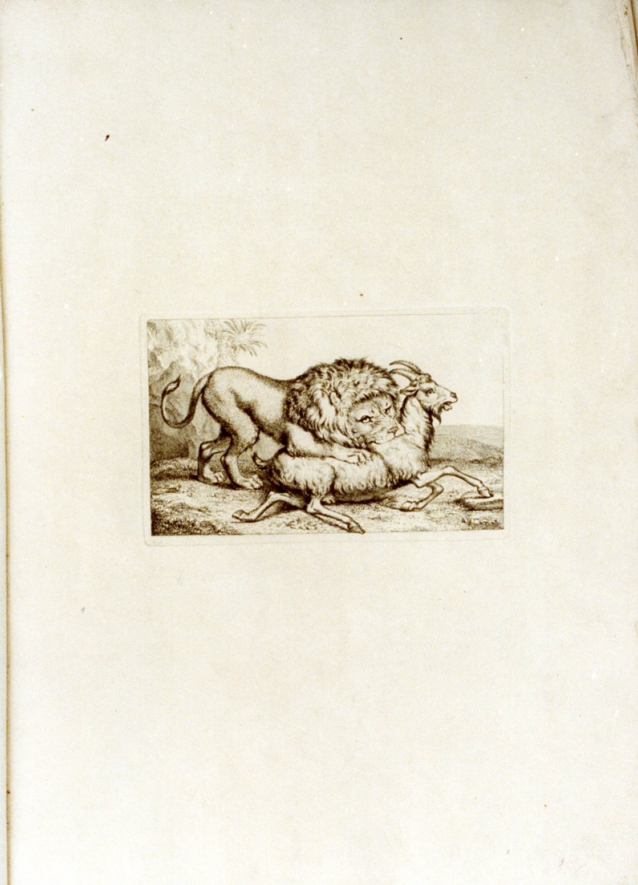 leone che azzanna una capra (stampa) di Tischbein Johann Heinrich Wilhelm (sec. XVIII)