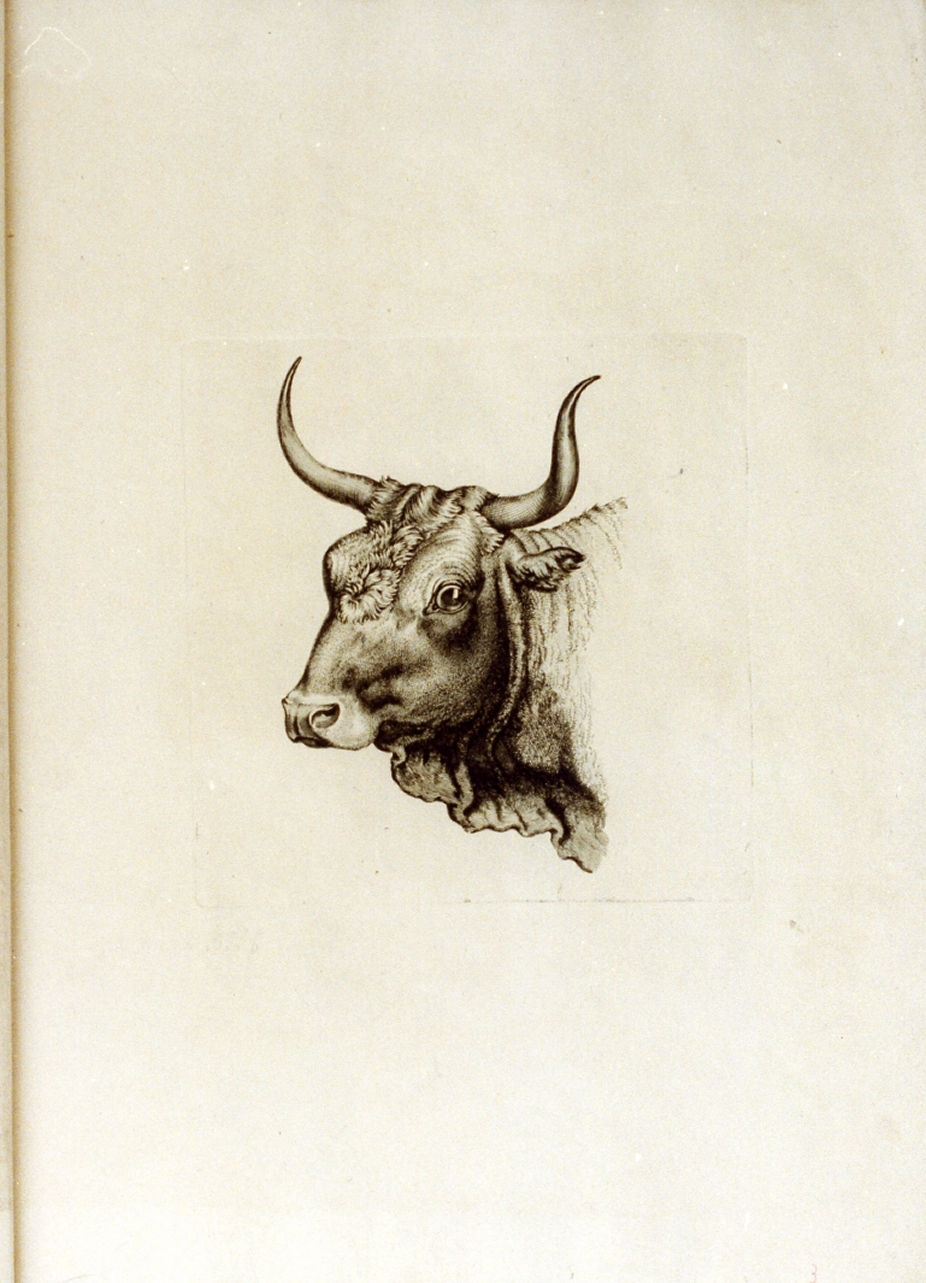 testa di bue (stampa) di Tischbein Johann Heinrich Wilhelm (sec. XVIII)