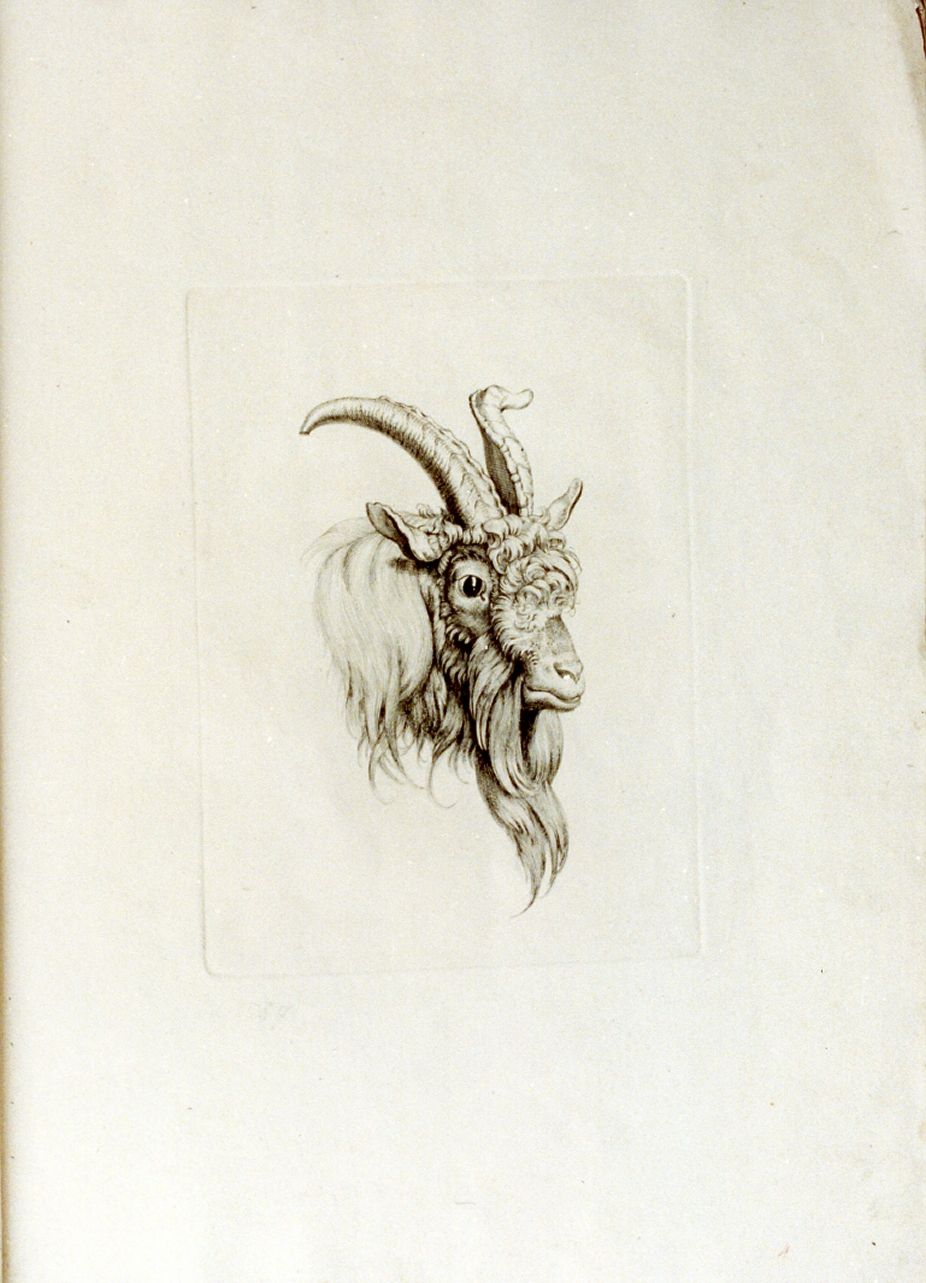 testa di capra (stampa) di Tischbein Johann Heinrich Wilhelm (sec. XVIII)