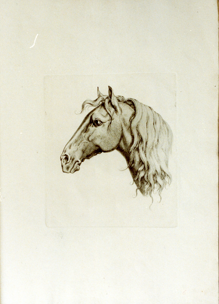 testa di cavallo (stampa) di Tischbein Johann Heinrich Wilhelm (sec. XVIII)