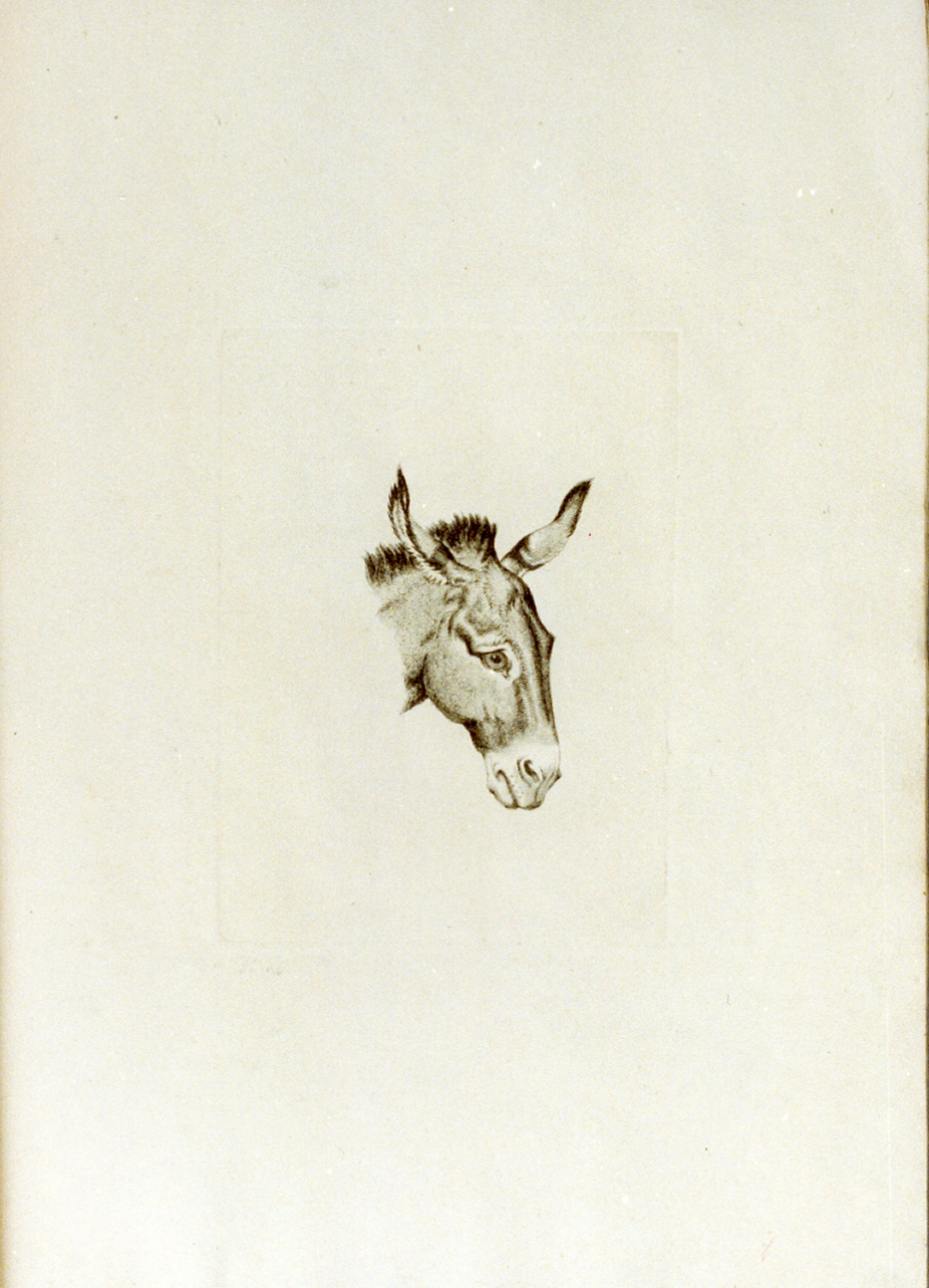 testa di mulo (stampa) di Tischbein Johann Heinrich Wilhelm (sec. XVIII)