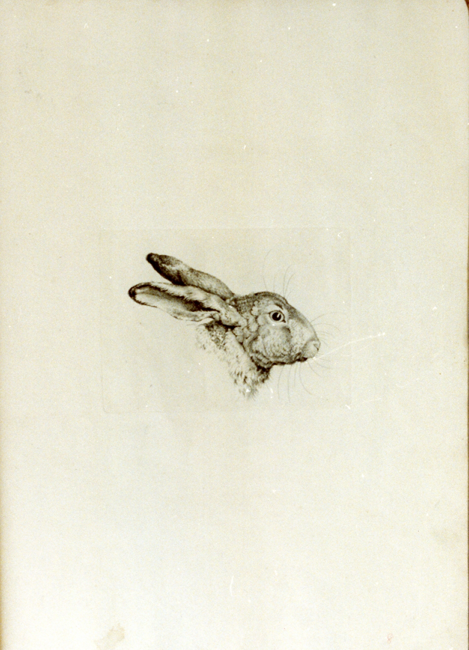 testa di coniglio (stampa) di Tischbein Johann Heinrich Wilhelm (sec. XVIII)