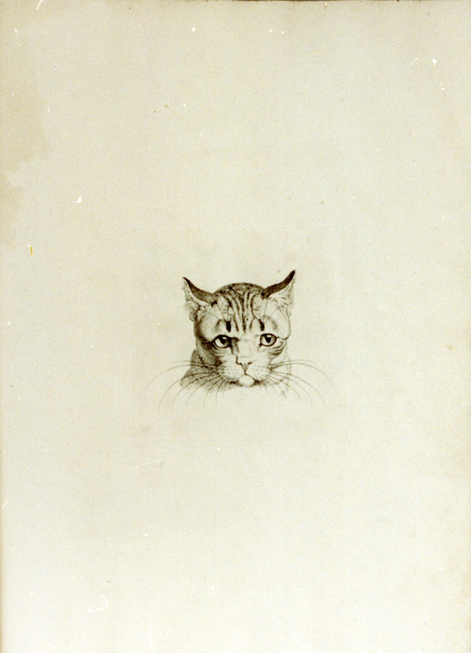 testa di gatto (stampa) di Tischbein Johann Heinrich Wilhelm (sec. XVIII)