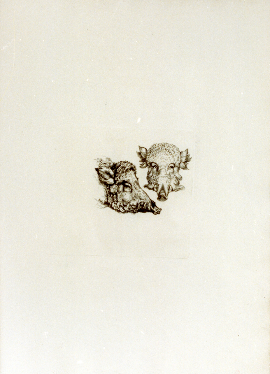 teste di cinghiale (stampa) di Tischbein Johann Heinrich Wilhelm (sec. XVIII)