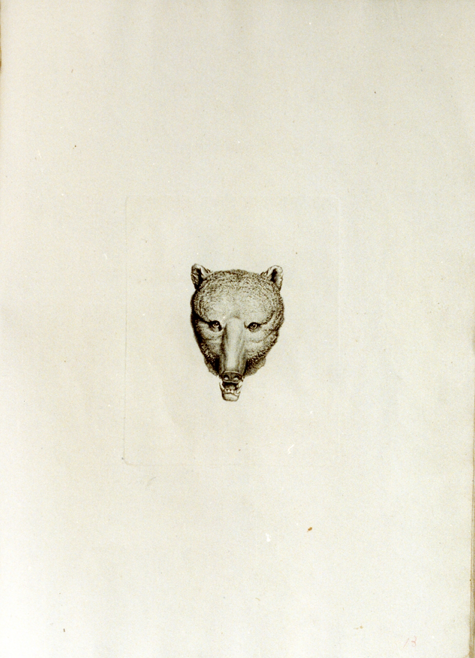 testa di cinghiale (stampa) di Tischbein Johann Heinrich Wilhelm (sec. XVIII)