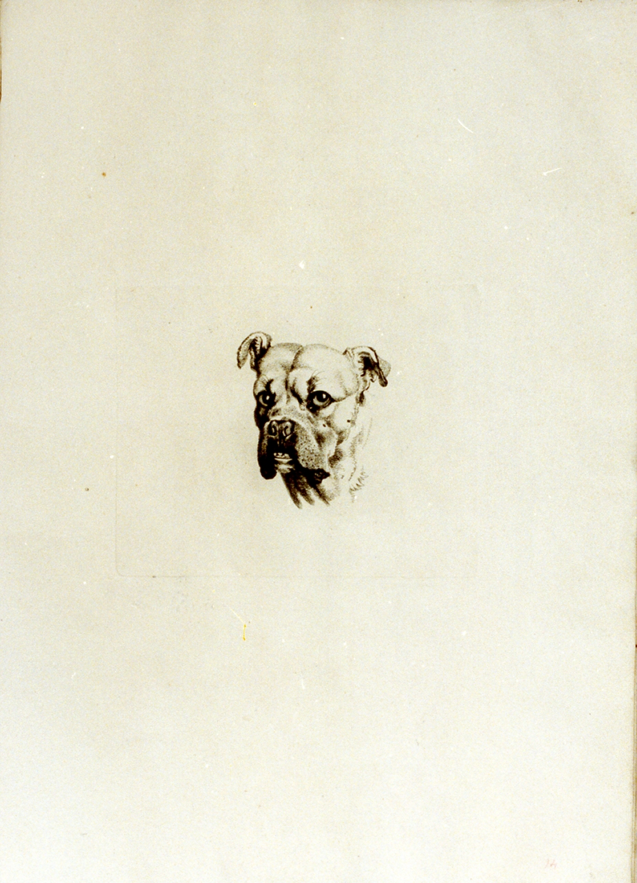 testa di cane (stampa) di Tischbein Johann Heinrich Wilhelm (sec. XVIII)