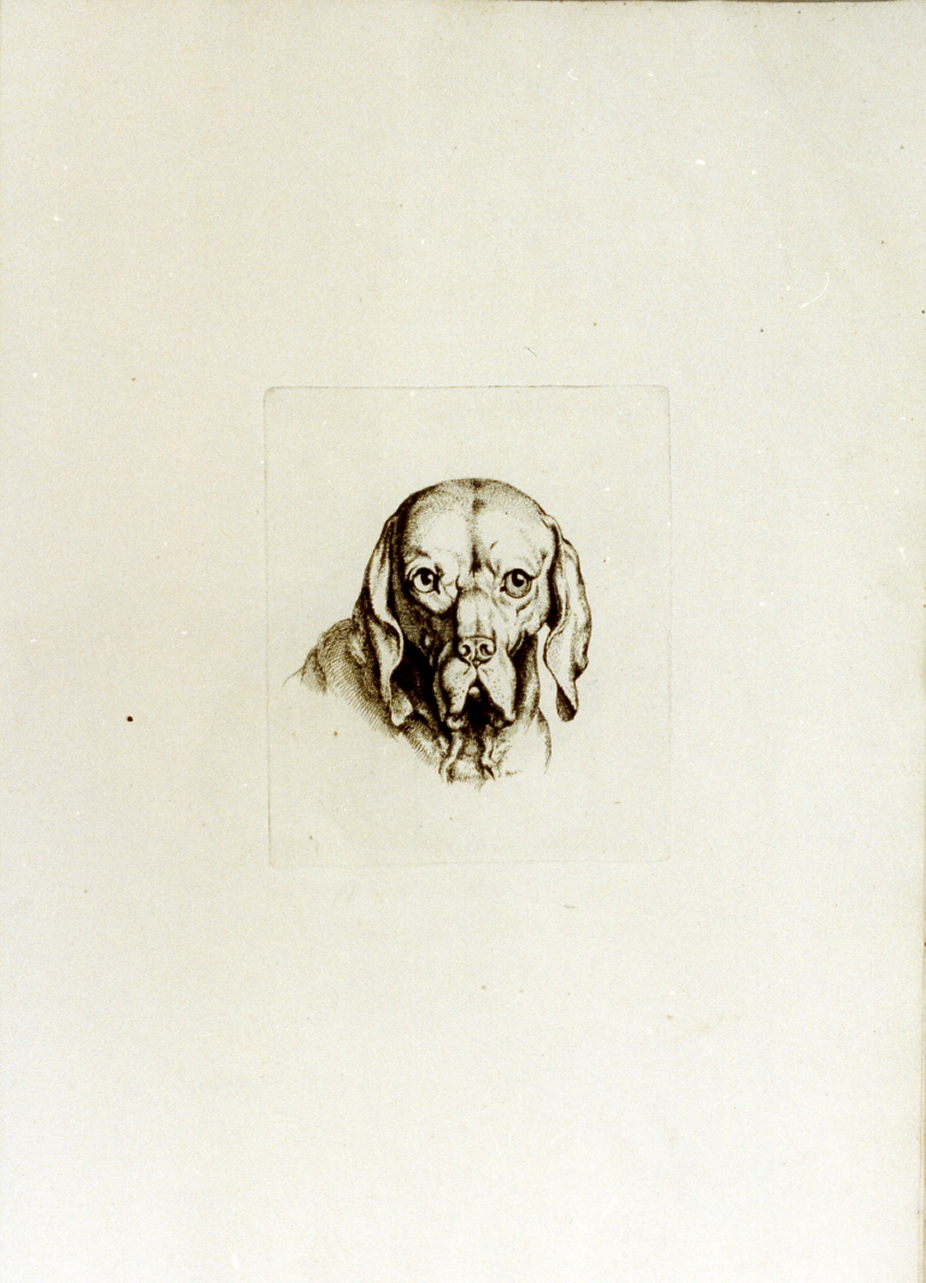 testa di cane (stampa) di Tischbein Johann Heinrich Wilhelm (sec. XVIII)