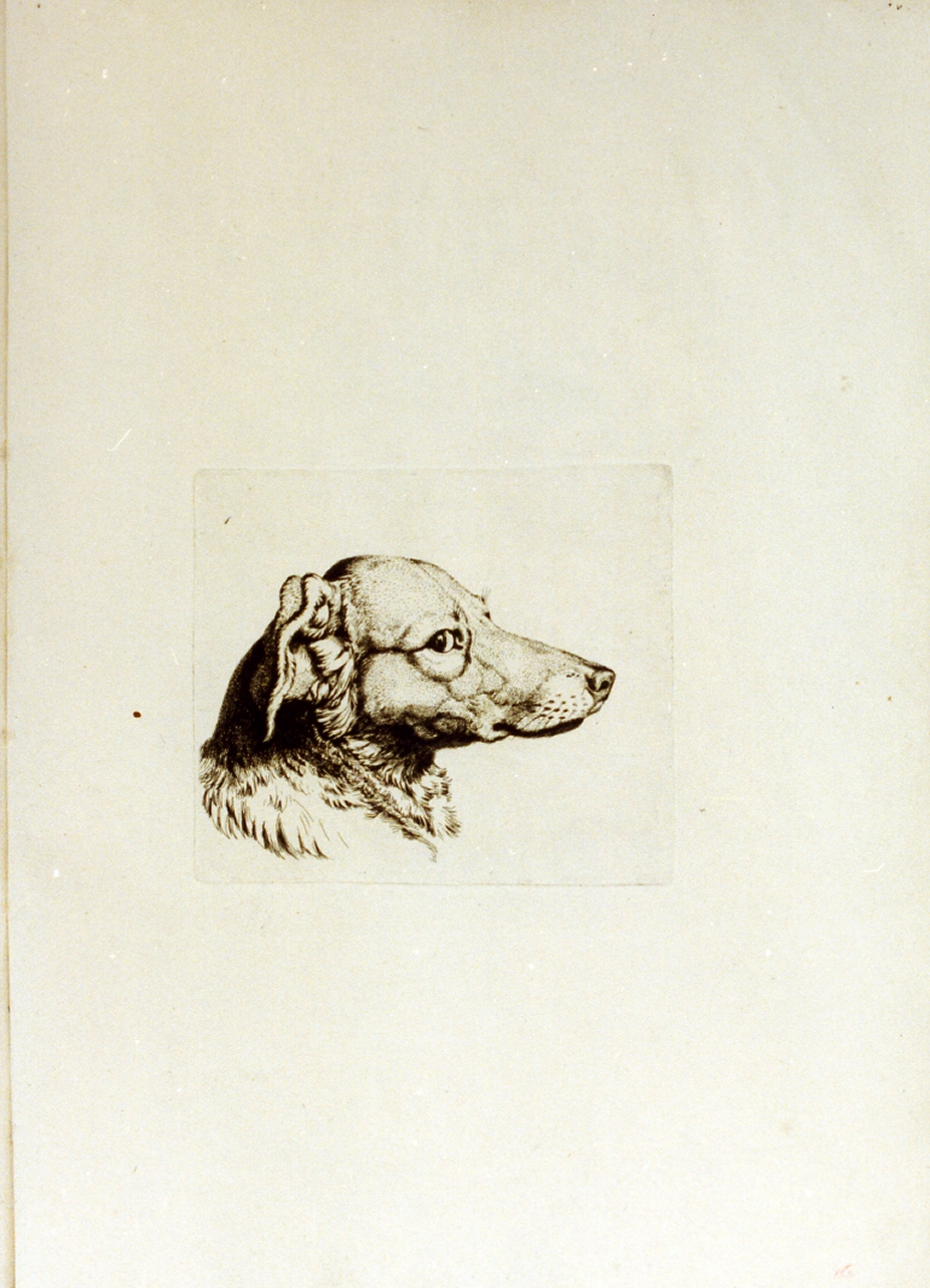 testa di cane (stampa) di Tischbein Johann Heinrich Wilhelm (sec. XVIII)