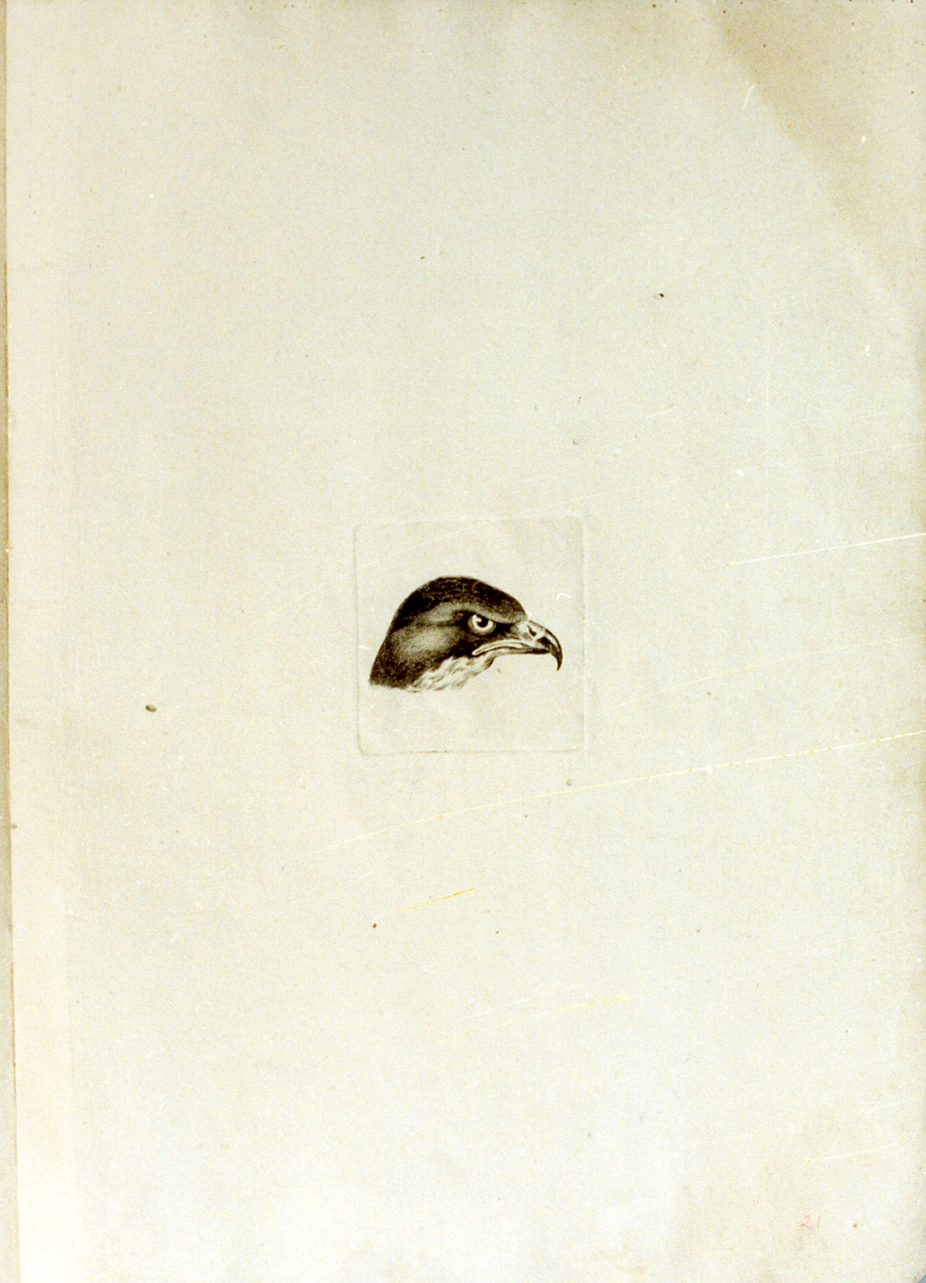testa di rapace (stampa) di Tischbein Johann Heinrich Wilhelm (sec. XVIII)