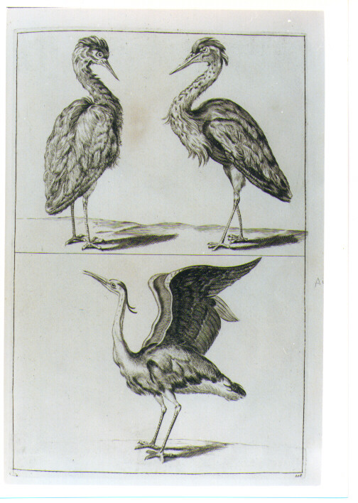 TRE AIRONI (stampa) di Monogrammista S. C. MA, Van Voerst Robert van, Savery Roelant (sec. XVIII)