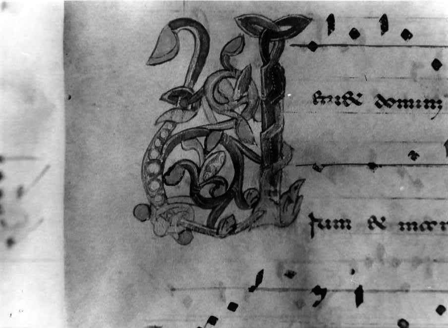 motivo decorativo fitomorfo (miniatura) - ambito cassinese (fine/inizio secc. XII/ XIII)